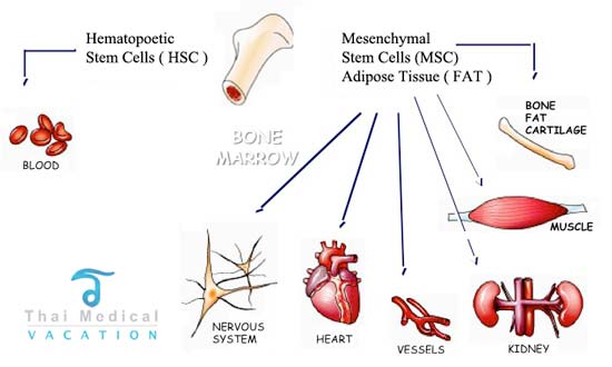 bone marrow stem cells vs embryonic