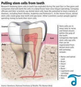 dental-pulp-stem-cells