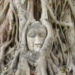 buddha tree face