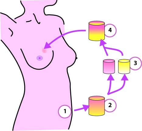 Stem Cell Breast Augmentation-Enlargement