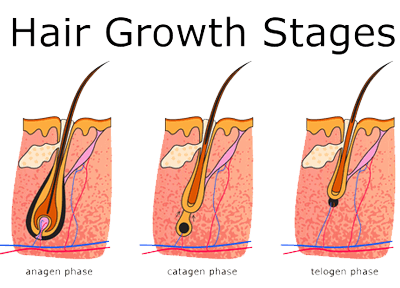 stages-of-hair-growth