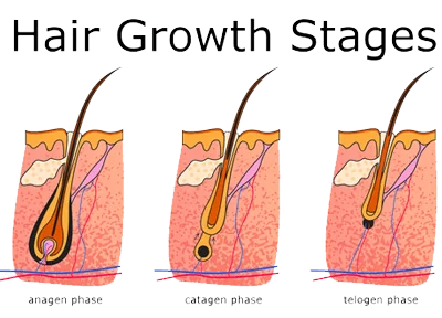 stages-of-hair-growth