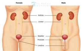 urinary-tract-system