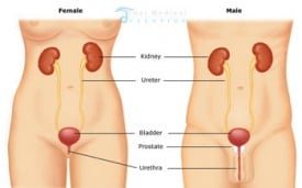 urinary-tract-system