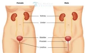 urinary-tract-system